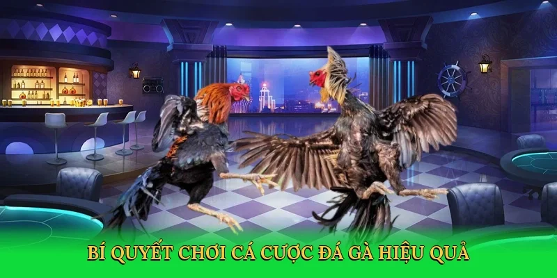 Bí quyết chơi cá cược đá gà hiệu quả