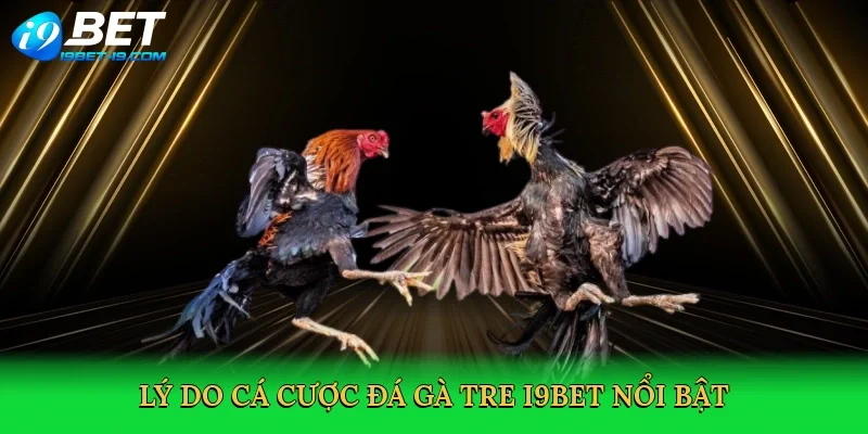 Lý do cá cược đá gà tre i9bet nổi bật