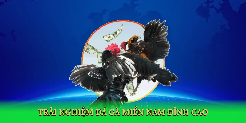 Trải nghiệm Đá gà miền nam đỉnh cao